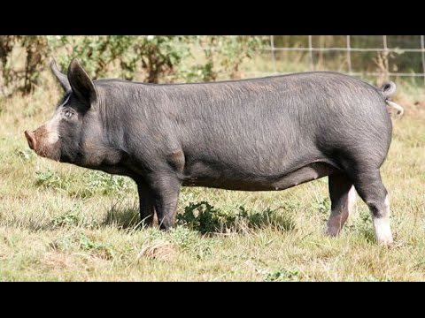 diffrent breeds of pigs