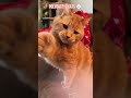 Polydactyl cats 🐾 #cat #kitten #funnycat #catlover #fyp