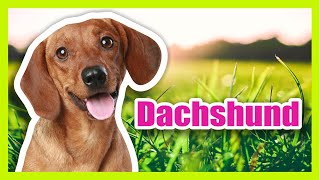 The Very Best of Dachshunds by Nature Walk 93 views 2 years ago 1 hour, 5 minutes