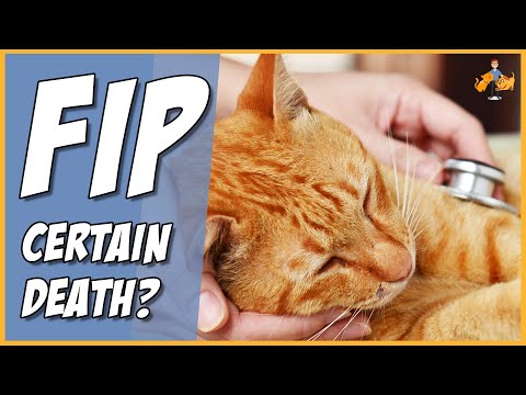 Video: Is Er Een Remedie Aan De Horizon Voor FIP? - Nieuwe Opties Voor De Behandeling Van FIP Bij Katten