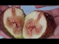 Fig is not a fruit  its a flower  maricel cervi  shorts