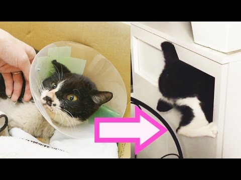 Rescuing the world's most annoying cat