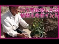 バラ苗の鉢増し・植替えのポイント