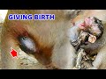 Breaking news ! Rarely action monkey Gladdis giving birth today 14-03-21, Congrats newborn monkey