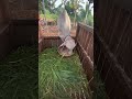 cow love eating rice husk powder mix with water#pets #animals #shorts