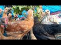 #goldfarming#sonalichicken#gstmurgi #desimurgi farming#chickenfarming