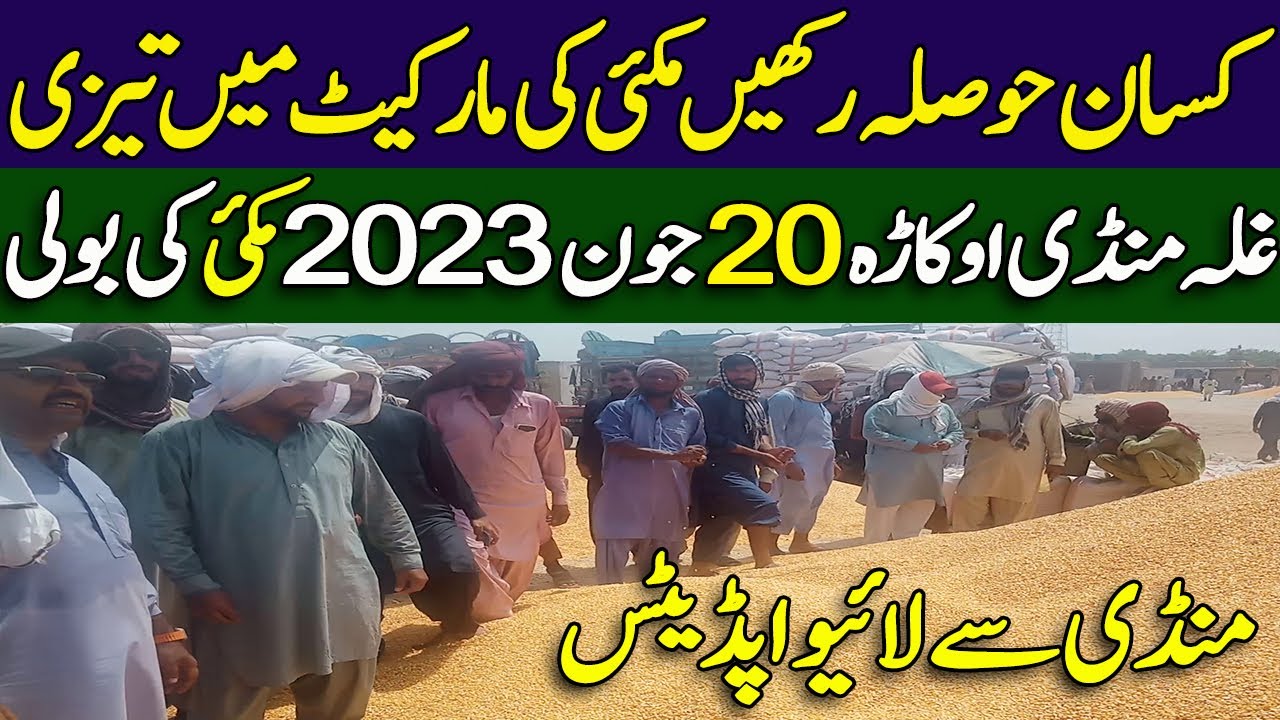 New Makki Ka Rate Today Okara Mandi Punjab Pakistan 2023 Maize Price new-makki-ka-rate-today-okara-mandi-punjab-pakistan-2023-maize-price