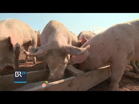 Video: Fressen Schweine Fuchsschwanz?