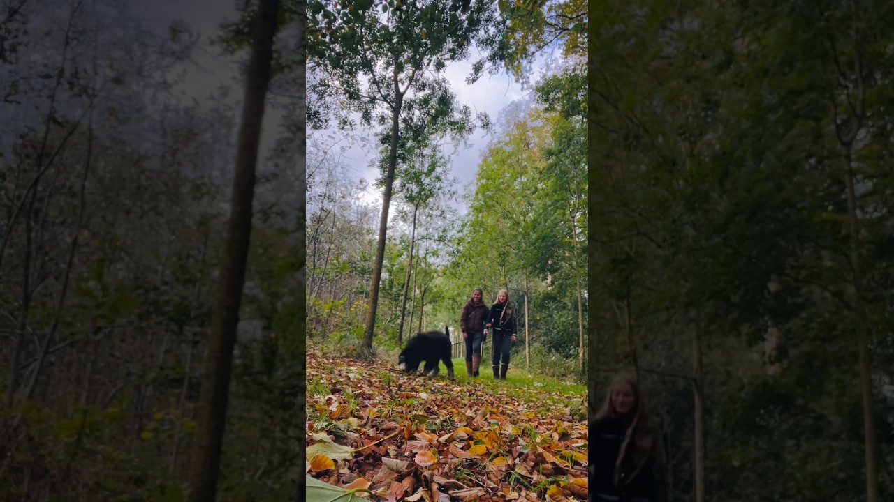 Boswandeling met Asti #bernedoodle