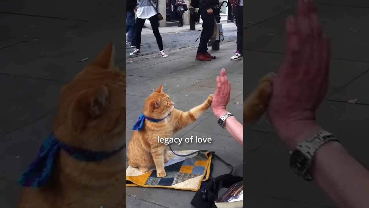 A street cat named Bob