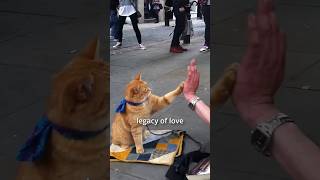 A street cat named Bob