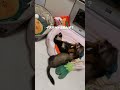 フェレットと犬と人間の共同生活を覗き見🫣🫧 #ferret #フェレット #チワックス