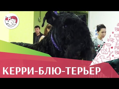 Керри-блю-терьер на ilikepet. Особенности породы, уход