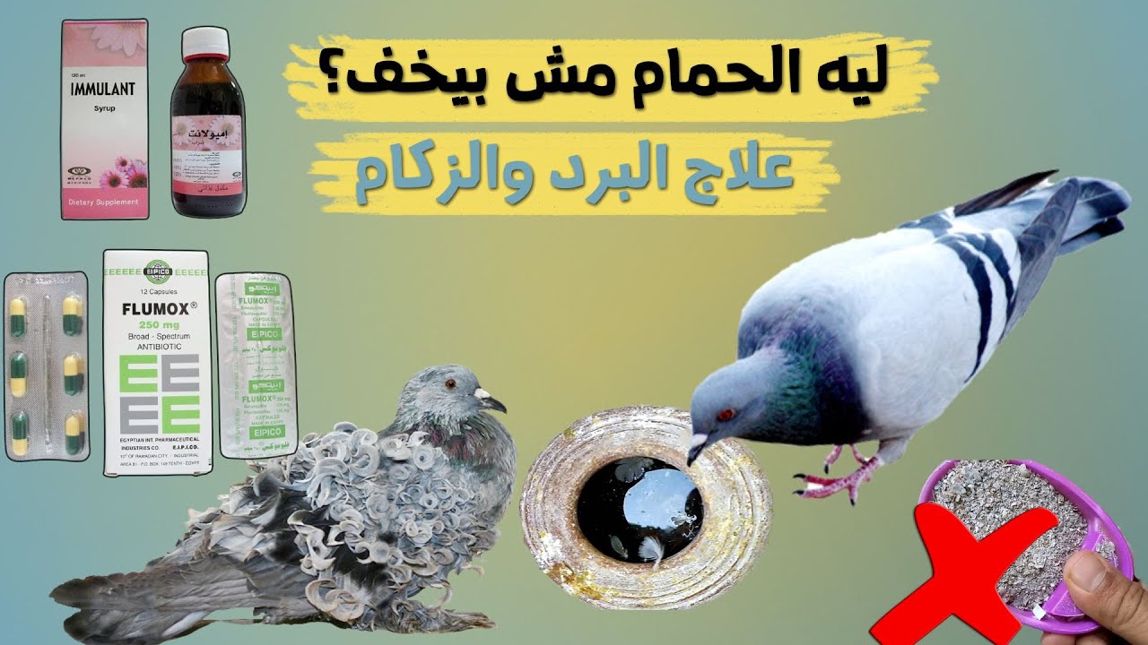 علاج البرد والزكام والعطس عند الحمام بالطريقة الصحيحة وسبب عدم شفاء الحمام من المرض