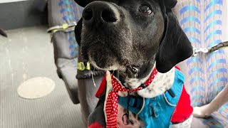 Puppy 4th of July! Dog bus in the parade!