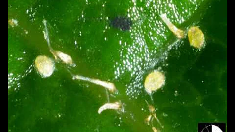 A video of armoured scale insect initial scale cap construction - latania scale on a kiwifruit leaf