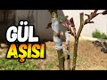 Gül Aşısı Nasıl Yapılır | Rengarenk Gül Yapımı