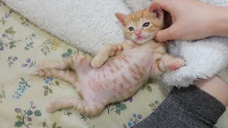 【生後32日】じゃれてる最中に驚異のスピードで寝落ちする子猫