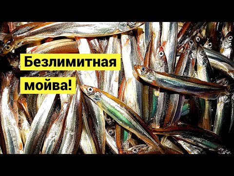 Безлимитная мойва! Только собирай!