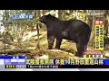 雪霸黑熊出沒！山友經見樹林覓食 頸掛發報器@newsebc