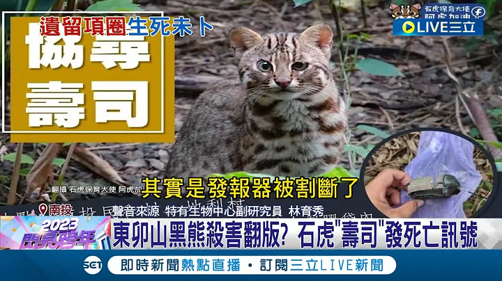 东卯山黑熊杀害翻版? 去年野放石虎"寿司"发报器遭割下丢弃河床.至今生死未卜│记者 吴昆榆 陈逸洁 沈明志│【LIVE大现场】20221231│三立新闻台 - 天天要闻