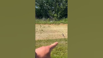 YES! We’re scared! #snake #crazy #wild #shorts