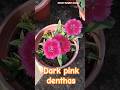 #danthas #shorts #ytshorts #shortsfeed #shortsvideo #yt #shortsviral #garden #flowers
