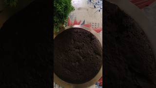 Stop Making This Cake Mistake! (Perfect Bakery Cake Every Time)
