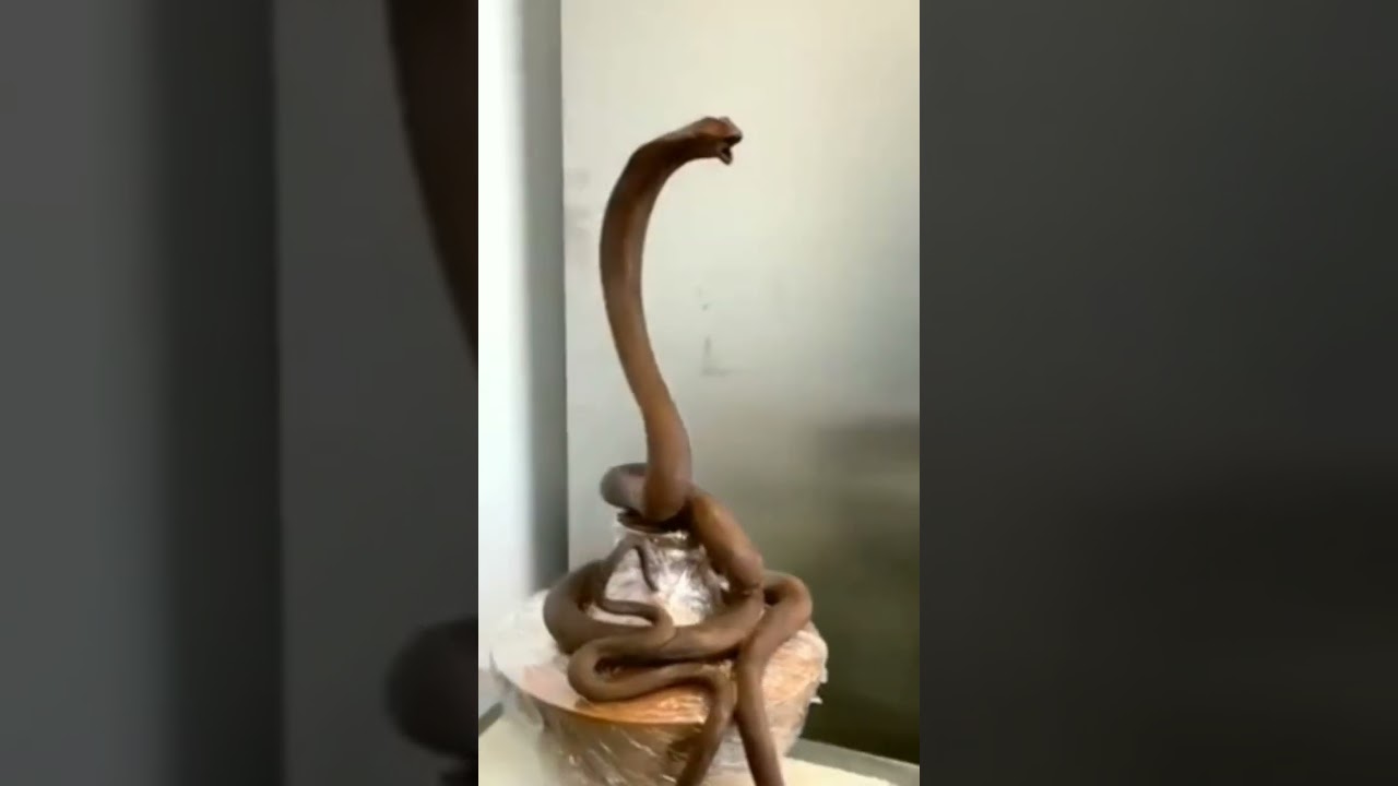 Son birth day wish//making a Cobra Shake with chocolate for her Son //🐍🐍😍😍😎 