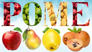Pome - Exploring Pome Fruits - Types Uses & Fun Facts - 100 List of Pome Fruits - English Mastery