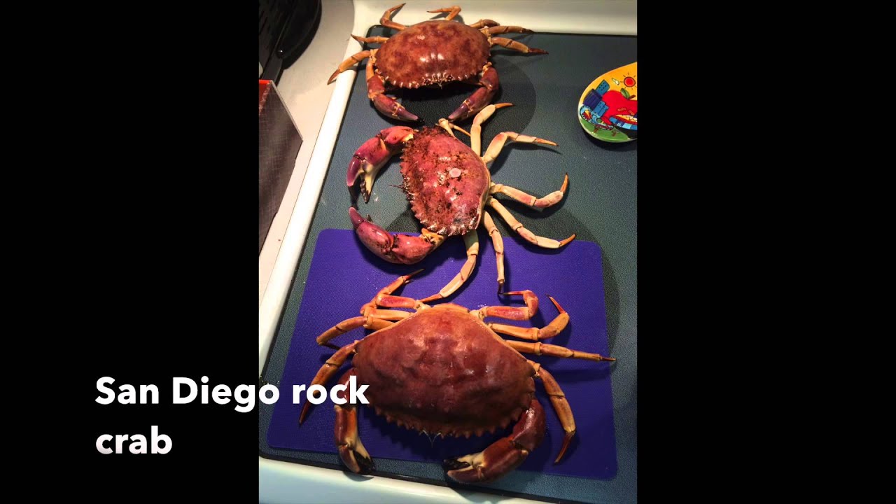 San Diego Rock Crab YouTube