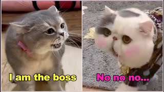 These Cats Can Speak English Better Then Hooman 😂