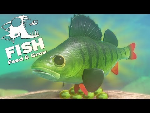 ВЫЖИВАНИЕ ОКУНЯ В РЕЧКЕ, ОБНОВЛЕНИЕ | Feed and Grow Fish