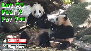 Panda Mom Peels The Bamboo For Her Kid | Ipanda