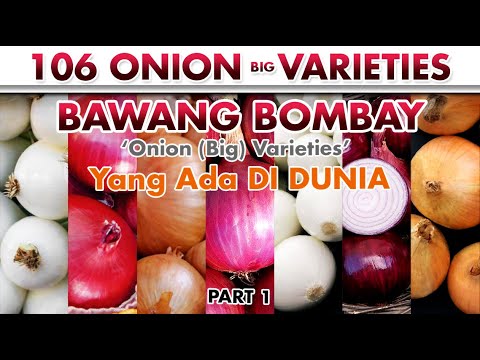 Video: Aneka Varieti Bawang - Berapa Banyak Jenis Bawang Yang Ada