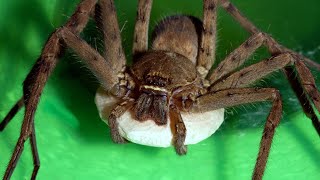 Huntsman Spider Breeding! Hundreds of Small Spiders Coming Out!