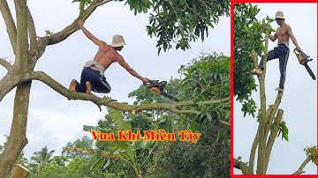 Vua Khỉ Miền Tây tiếp tục cưa cây Xoài Đài Loan. Cutting mango tree.
