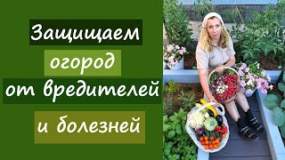 Защищаем огород от вредителей и болезней