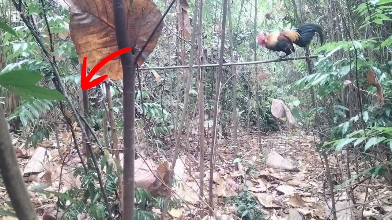 Cuab qaib qus#superman#funny #ไก่ป่า #roosterfarm #birds #animals #reels #nature #chicken 