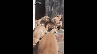 Real Boerboels - Puppy Power Unleashed: Dare to Dare!