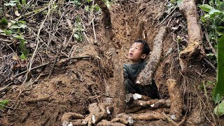 Harvesting cassava roots, an orphan boy went to the forest alone to harvest cassava roots to sell.
