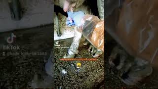 Inekte Masis Hastalığı Üt