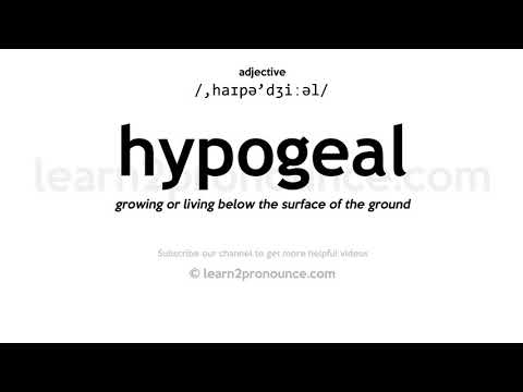 Video: Čo znamená hypogeal v angličtine?