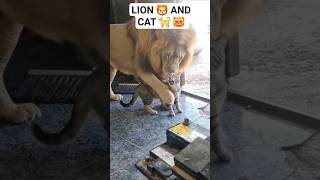     Look For This Lion And Cat 