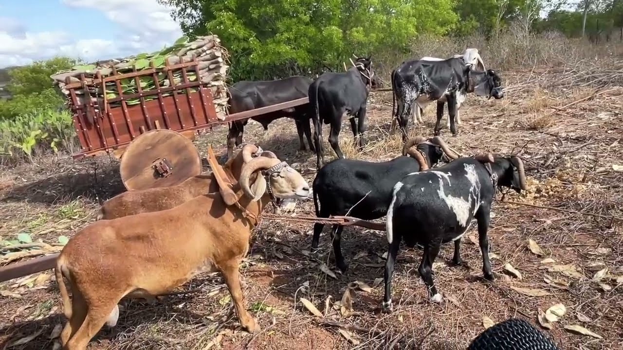 Veja isso Brasil! Carro de Carneiro e Boi - 3 de abril de 2025 