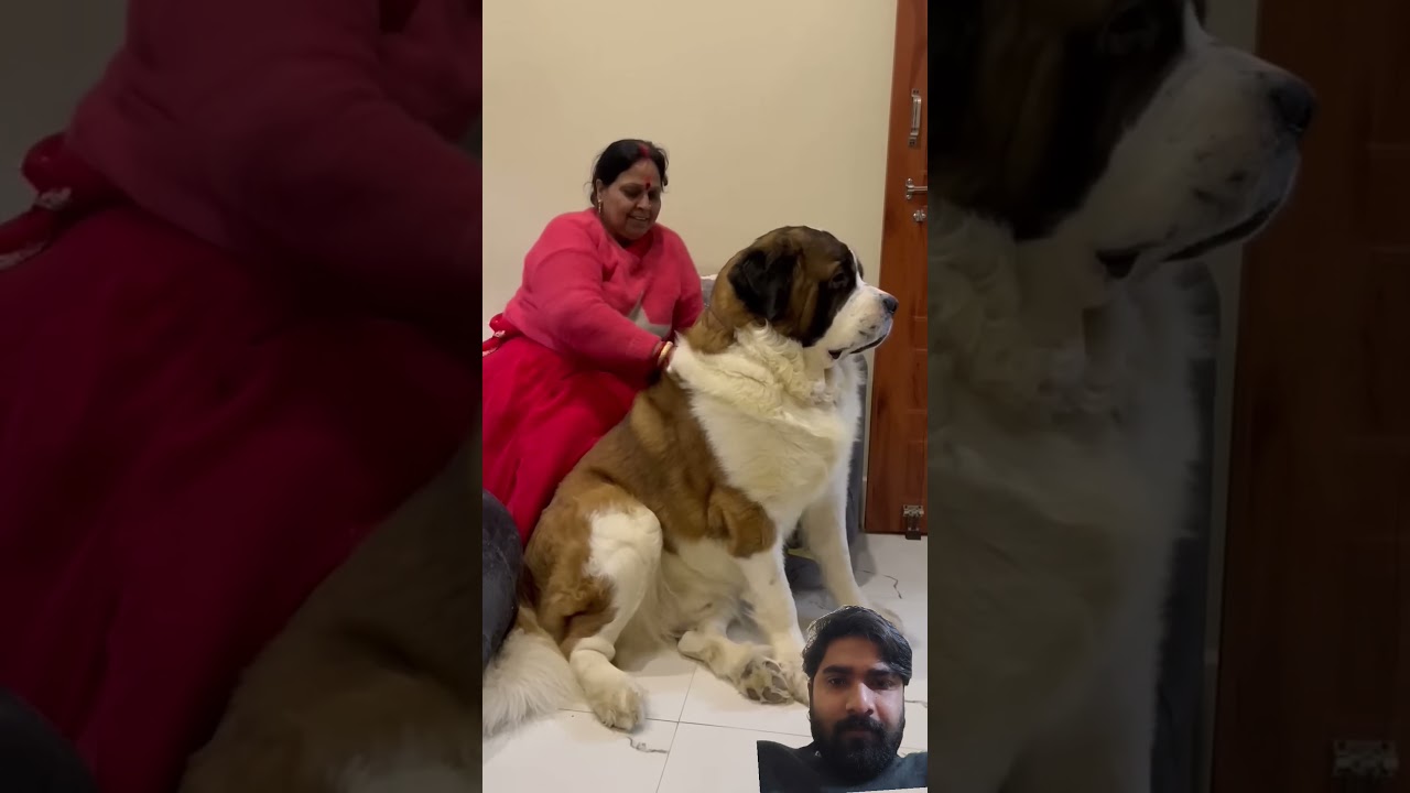the biggest dog in the world | fun with Saint Bernard dog 