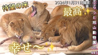 《旭山動物園ライオン＆トラ》今日のオリトファミリー。新しい床に笑顔しか出てこない。最高の幸せを感じる家族vol445/Lion is so excited about the new floor