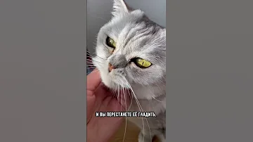 Что случится, если перестать гладить кошку #кот #коты #кошка