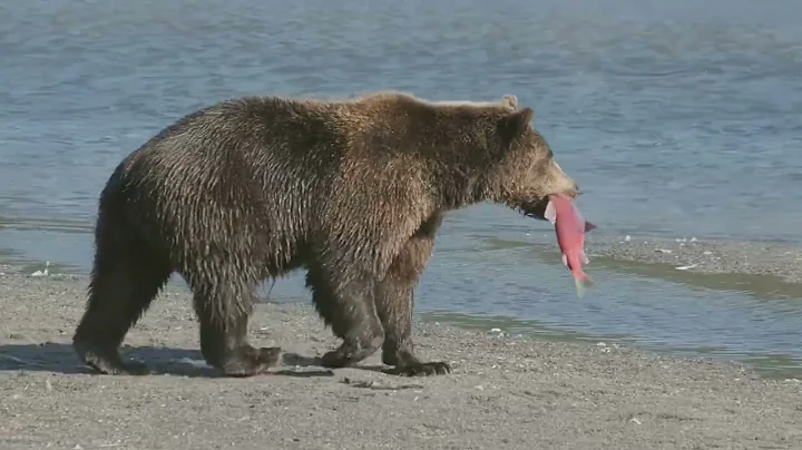 How Strong is a Kodiak Bear Compared to Other Bears
