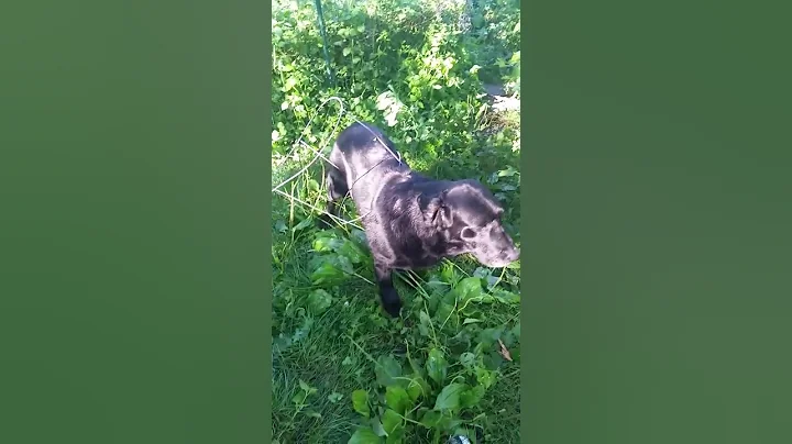 My dog got stuck =)